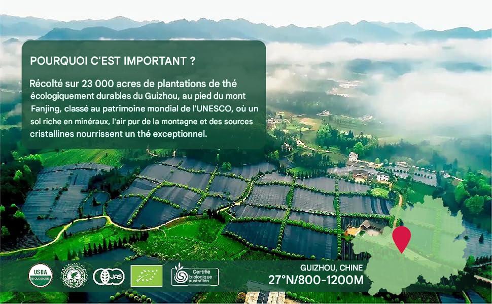 Matcha – Emerail Premium, thé vert matcha bio de qualité
